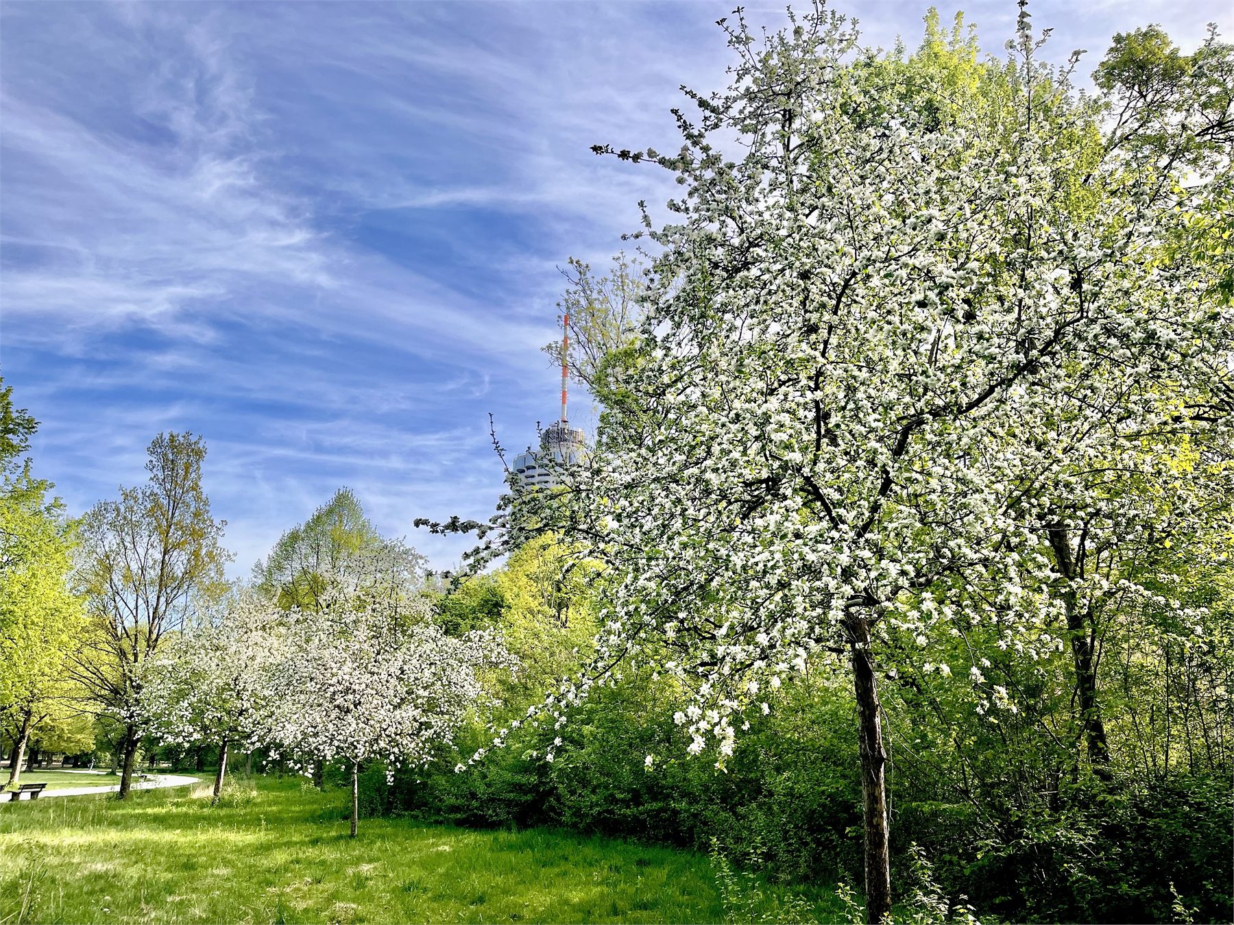 Blühende Obstbäume unter blauem Himmel